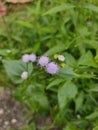 Billygoat weed & x22;Ageratum conyzoides& x22; Royalty Free Stock Photo