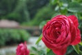 Biltmore Gardens Red Rose