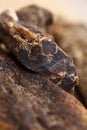 Biltong - dry cured meat , super macro