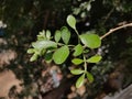 Bilva tree Tri-leaf s