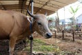 Bima cow in the yard Royalty Free Stock Photo