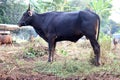 Bima cow in the yard Royalty Free Stock Photo