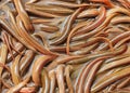 Bin with crawling eel on Chinese market Royalty Free Stock Photo