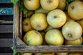 bin of fresh honeydews, with a few still whole Royalty Free Stock Photo