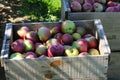 Bin of freshly picked apples