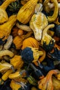 Bin of Various Gords In Fall Royalty Free Stock Photo