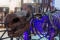 Binagadi rhino museum wildlife paleontology age ice jurassic