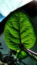 binahong leaves 