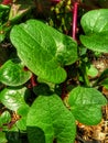 Binahong leaves that grow abundantly in the yard