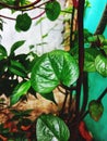 Binahong leaves, native Indonesian herbal medicine