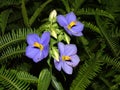 Binara flowers in bright blue - Exacuml trinervium