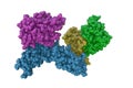Binary complex between interferon alpha-2 (IFNA2) and receptor IFNAR2. Rendering with differently colored protein chains
