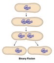 Binary Fission in Cell Division