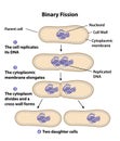 Binary Fission diagram with labels