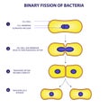 Binary fission process of bacteria vector illustration diagram