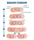 Binary fission process, vector illustration diagram