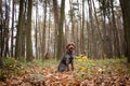 Binary portrait of the Czech hunting dog Barbu tcheque in the middle of a clearing in the Beskydy forests. Candid portrait of