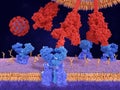 Binding of the coronavirus spike protein to ACE2 receptors mediates the virus penetration into human cells