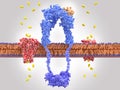 Binding of insulin to the insulin receptor leads to glucose uptake into the cell
