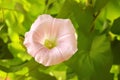 Bindweed against green foliage