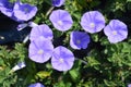 Bindweed Blaue Mauritius