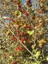 bindweed in the branches of the tree in autumn and a lot of red berries.