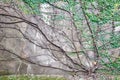 Bindweed branches on the wall