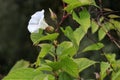 Bindweed Convolvulus arvensis in full flower