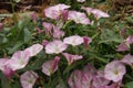 Bindweed (Convolvulus arvensis).