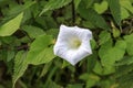 Bindweed Convolvulus arvensis a white flower