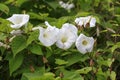 Bindweed Convolvulus arvensis a white flower Royalty Free Stock Photo