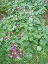 Bindweed Convolvulus sp. bloom on meadow, group of white flowers - pernicious weed of crops, landweeds