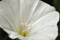 Bindweed - Convolvulus sp. Blooms on meadow, white flowers - pernicious weed of crops and landweeds.Selective focus. Close-up