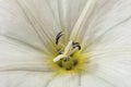 Bindweed - Convolvulus sp. Blooms on meadow, white flowers - pernicious weed of crops and landweeds.Selective focus. Close-up