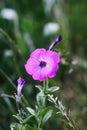 Bindweed, Convolvulus sp. flower, pernicious weed plant