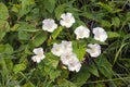 Bindweed (Convolvulus sp.) on meadow