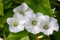 Bindweed (Convolvulus sp.) on meadow Royalty Free Stock Photo