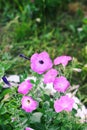 Bindweed, Convolvulus sp. flower, pernicious weed plant