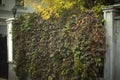 Bindweed on fence. Plant on fence of old house. Beautiful street in detail