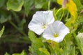 Bindweed field - Convolvulus arvensis, wild-growing meadow plant liana. close-up horizontal background wallpaper Royalty Free Stock Photo