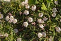 Bindweed field, pink, background, copy space Royalty Free Stock Photo