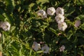 Bindweed field, pink, background, copy space Royalty Free Stock Photo
