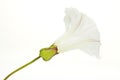 Bindweed Flower Royalty Free Stock Photo