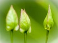 Bindweed flower buds standing in line