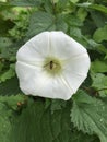 Bindweed flower in nettle patch with hover fly