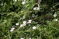 Bindweed flowers in the meadow Royalty Free Stock Photo