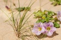 blooming sea bindweed close up Royalty Free Stock Photo