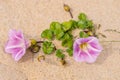 blooming sea bindweed close up Royalty Free Stock Photo