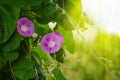 Bindweed Of Morning Glory. A climbing flower Lit by the morning sun