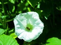 bindweed on mountain meadows